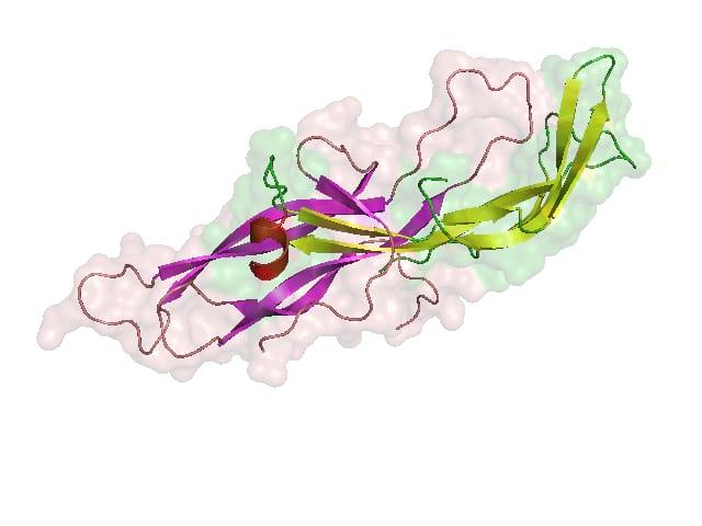 Molecular structure of human chorionic gonadotropin